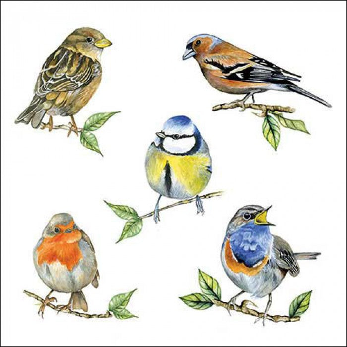 Servilletas decoradas Bird Species 20 uds.